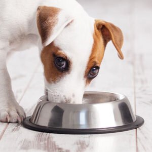 Castron Metalic pentru hranire animale de companie - 15cm